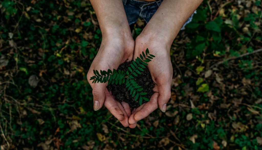 planting trees for a sustainable home